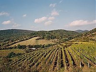 Little Carpathians Wine Route Private Tour