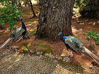 Chase Peacocks and Unveil the Myths and Legends of the Island