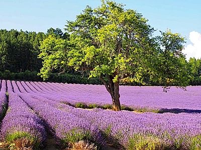 Lavender Fields in Valensole Private Experience