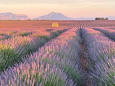Lavender Fields in Valensole Private Experience