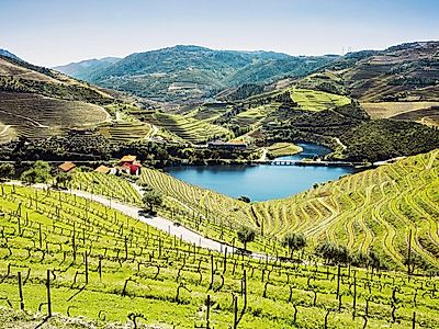 Douro Vallley by Private Transfer
