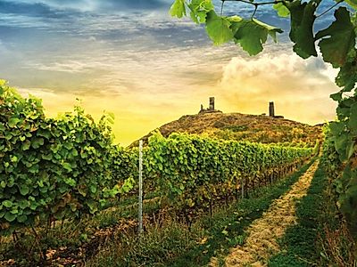 Bohemian Vineyards and Wine Tasting Group Tour