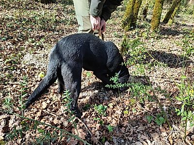 Adventure Truffle Hunting Private Tour