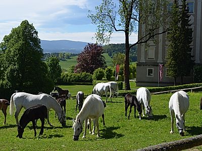 Upgrade to Graz by Private Transfer with a Stop at a Lippizaner Stud Farm